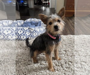 Mutt Dogs for adoption in Plainfield, IL, USA