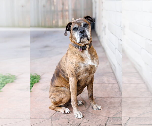 Medium Photo #6 Boxer Puppy For Sale in McKinney, TX, USA
