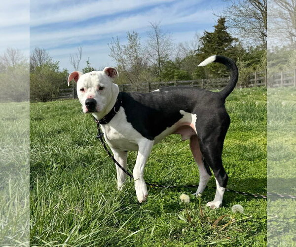 Medium Photo #2 American Pit Bull Terrier-Unknown Mix Puppy For Sale in Germantown, OH, USA