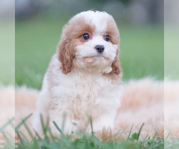 Medium Photo #2 Cavapoo (Miniature) Puppy For Sale in WARSAW, IN, USA