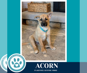 Mutt Dogs for adoption in Kimberton, PA, USA