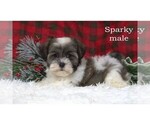 Small #8 Havanese