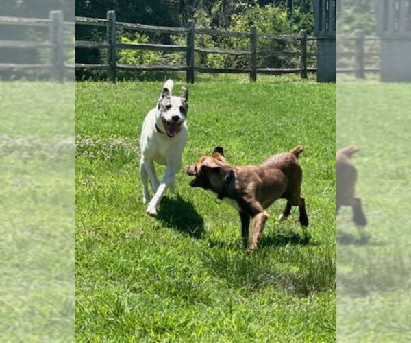 Medium Photo #11 American Staffordshire Terrier-Great Pyrenees Mix Puppy For Sale in Winston Salem, NC, USA