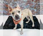 Small #1 Bulldog Mix