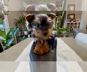Yorkshire Terrier Puppy for sale in BROOKLAND, AR, USA