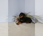 Small Photo #1 Rottweiler Puppy For Sale in SHIPSHEWANA, IN, USA