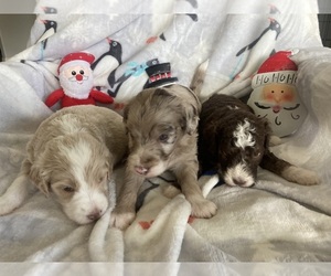 Aussiedoodle Miniature  Puppy for sale in BROOKSVILLE, FL, USA