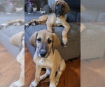 Small Photo #13 Irish Dane Puppy For Sale in SURRY, VA, USA