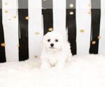 Small Photo #3 Bichon Frise Puppy For Sale in WARSAW, IN, USA