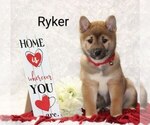 Image preview for Ad Listing. Nickname: Ryker