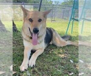 German Shepherd Dog-Unknown Mix Dogs for adoption in Texas City, TX, USA