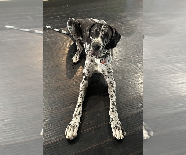 Medium Photo #8 Great Dane Puppy For Sale in CLANTON, AL, USA