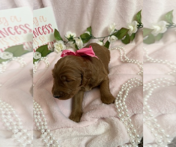 Medium Photo #3 Goldendoodle Puppy For Sale in GRAND JUNCTION, CO, USA