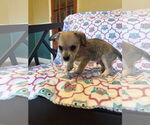 Small #2 Chihuahua Mix