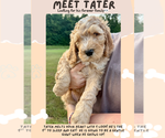 Puppy Puppy 3 Tater Bernedoodle