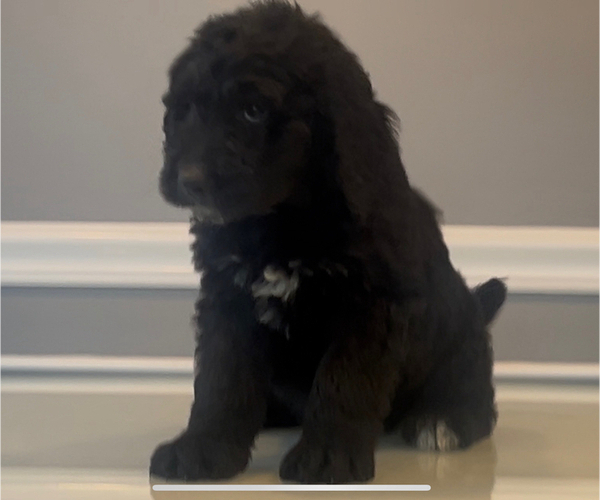 Medium Photo #31 Bernedoodle-Labradoodle Mix Puppy For Sale in MILFORD, NJ, USA