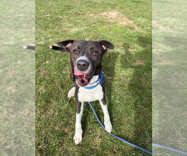 Medium Photo #4 American Staffordshire Terrier-Unknown Mix Puppy For Sale in Pierceton , IN, USA