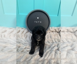 Sheepadoodle Puppy for sale in CENTURY, FL, USA