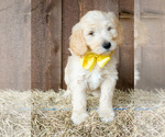 Small Photo #5 Goldendoodle Puppy For Sale in LITTLE ROCK, AR, USA