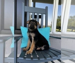 German Shepherd Dog Dog for Adoption in FRANKLIN, Indiana USA