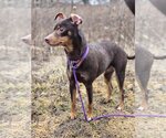 Small Photo #2 Miniature Pinscher Puppy For Sale in Park Falls, WI, USA