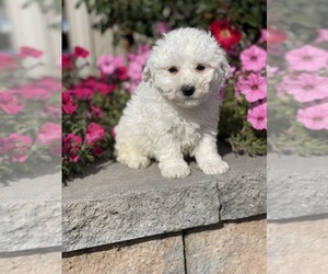 Bichon Frise Puppy for sale in CANOGA, NY, USA