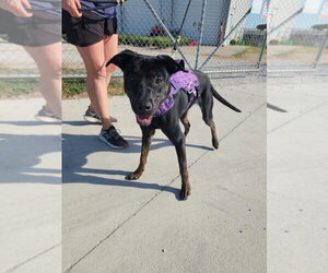 Mutt Dogs for adoption in Evansville, IN, USA