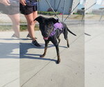 Poppi - Female Mutt Dog for Adoption - Small photo