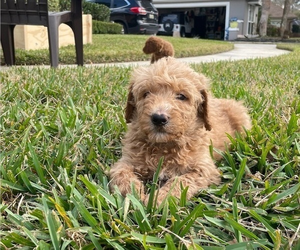 Medium Photo #3 Labradoodle Puppy For Sale in JACKSONVILLE, FL, USA