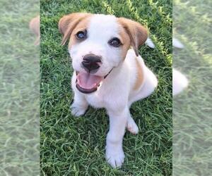 Australian Shepherd Dogs for adoption in Oklahoma City, OK, USA