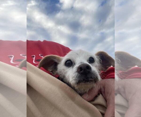 Medium Photo #5 Mutt Puppy For Sale in  Ramona, CA, USA