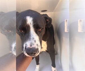 Mutt Dogs for adoption in Houston, TX, USA