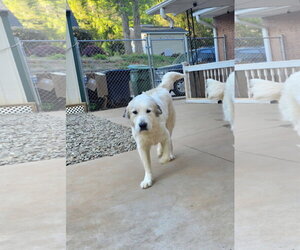 Anatolian Pyrenees Dogs for adoption in Thomasville, NC, USA