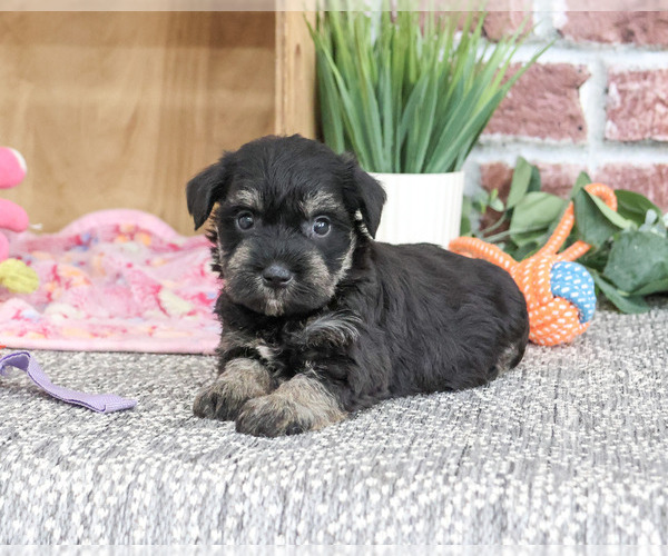Medium Photo #1 Schnauzer (Miniature) Puppy For Sale in SYRACUSE, IN, USA