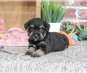 Schnauzer (Miniature) Puppy for Sale in SYRACUSE, Indiana USA