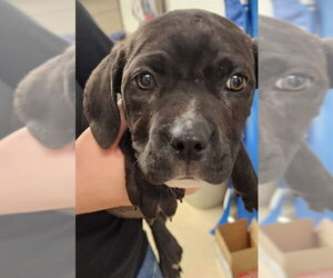 American Pit Bull Terrier Dogs for adoption in Decatur, IL, USA