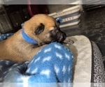 Small Photo #270 Belgian Malinois Puppy For Sale in REESEVILLE, WI, USA