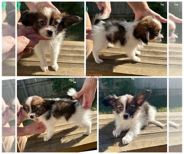 Medium Photo #1 Papillon Puppy For Sale in MINNEAPOLIS, MN, USA