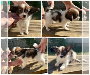 Papillon Puppy for sale in MINNEAPOLIS, MN, USA
