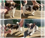 Small Papillon