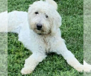 Mother of the Goldendoodle-Poodle (Standard) Mix puppies born on 01/30/2020