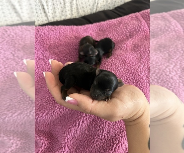 Medium Photo #2 Yorkshire Terrier Puppy For Sale in REDLANDS, CA, USA