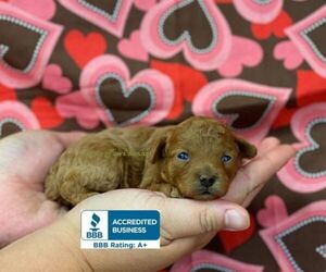 Poodle (Toy) Puppy for sale in WINNSBORO, LA, USA