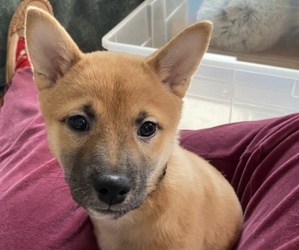 Shiba Inu Puppy for sale in SYRACUSE, NY, USA