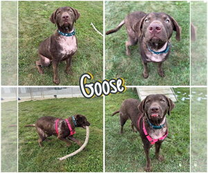 Chesapeake Bay Retriever-Unknown Mix Dogs for adoption in Pierceton , IN, USA