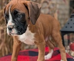 Small #8 Boxer