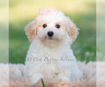 Small #5 Goldendoodle (Miniature)