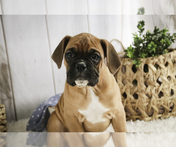Medium Photo #4 Boxer Puppy For Sale in SHIPSHEWANA, IN, USA