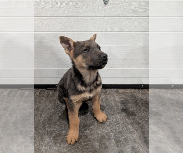 Medium Photo #4 German Shepherd Dog Puppy For Sale in BARRON, WI, USA
