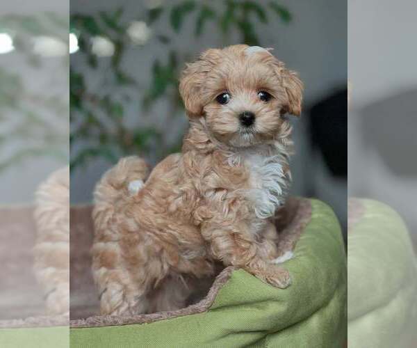 Medium Photo #1 Maltipoo (Miniature) Puppy For Sale in LOS ANGELES, CA, USA